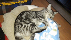 飛田新作ブリーダーからお迎えしたマンチカン：そらとくん