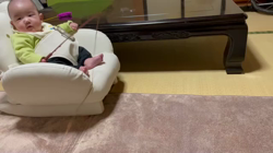 冨岡利枝ブリーダーからお迎えしたミヌエット：めめちゃん