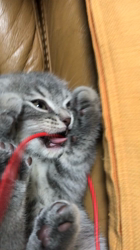 星川勝美ブリーダーからお迎えしたスコティッシュフォールド：montanくん