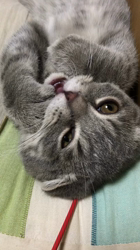 星川勝美ブリーダーからお迎えしたスコティッシュフォールド：montanくん