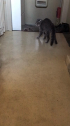 星川勝美ブリーダーからお迎えしたスコティッシュフォールド：montanくん