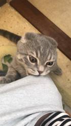 星川勝美ブリーダーからお迎えしたスコティッシュフォールド：montanくん