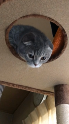 星川勝美ブリーダーからお迎えしたスコティッシュフォールド：montanくん