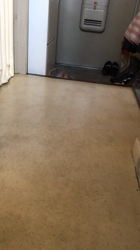 星川勝美ブリーダーからお迎えしたスコティッシュフォールド：montanくん