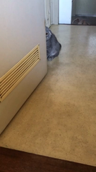 星川勝美ブリーダーからお迎えしたスコティッシュフォールド：montanくん