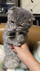 星川勝美ブリーダーからお迎えしたスコティッシュフォールド：montanくん