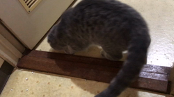 星川勝美ブリーダーからお迎えしたスコティッシュフォールド：montanくん