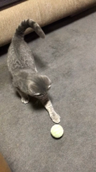 星川勝美ブリーダーからお迎えしたスコティッシュフォールド：montanくん