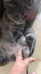 星川勝美ブリーダーからお迎えしたスコティッシュフォールド：montanくん