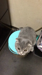 星川勝美ブリーダーからお迎えしたスコティッシュフォールド：montanくん