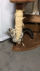 星川勝美ブリーダーからお迎えしたスコティッシュフォールド：montanくん