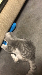 星川勝美ブリーダーからお迎えしたスコティッシュフォールド：montanくん