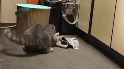 星川勝美ブリーダーからお迎えしたスコティッシュフォールド：montanくん