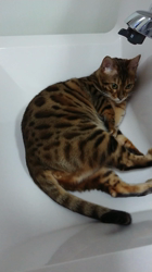 横田洋子ブリーダーからお迎えしたベンガル：キングくん