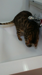 横田洋子ブリーダーからお迎えしたベンガル：キングくん