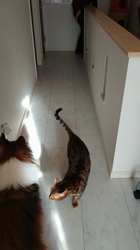 横田洋子ブリーダーからお迎えしたベンガル：キングくん