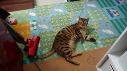 横田洋子ブリーダーからお迎えしたベンガル：キングくん