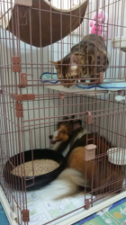 横田洋子ブリーダーからお迎えしたベンガル：キングくん