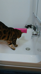 横田洋子ブリーダーからお迎えしたベンガル：キングくん