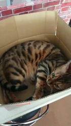 横田洋子ブリーダーからお迎えしたベンガル：キングくん