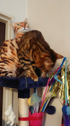 横田洋子ブリーダーからお迎えしたベンガル：キングくん