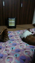 横田洋子ブリーダーからお迎えしたベンガル：キングくん