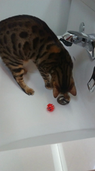 横田洋子ブリーダーからお迎えしたベンガル：キングくん