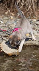 本間一夫ブリーダーからお迎えしたシンガプーラ：ピピちゃん