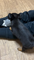 近江香奈ブリーダーからお迎えしたチワックス(チワワ×ダックス)：あんずちゃん