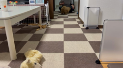 長西久美子ブリーダーからお迎えしたビションプー：しずくちゃん