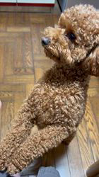 斎藤杏菜ブリーダーからお迎えしたトイプードル：めーる(Mer)くん