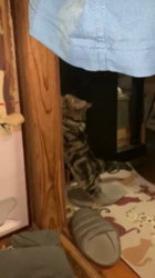 平塚晴美ブリーダーからお迎えしたアメリカンショートヘア：キャンディくん