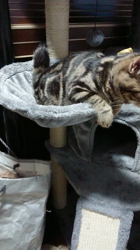 平塚晴美ブリーダーからお迎えしたアメリカンショートヘア：キャンディくん