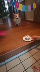 児嶋快治ブリーダーからお迎えしたウェルシュ・コーギー・ペンブローク：ノエルちゃん