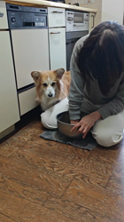 児嶋快治ブリーダーからお迎えしたウェルシュ・コーギー・ペンブローク：ノエルちゃん