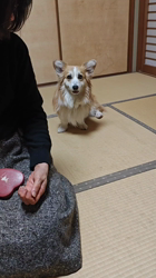 児嶋快治ブリーダーからお迎えしたウェルシュ・コーギー・ペンブローク：ノエルちゃん