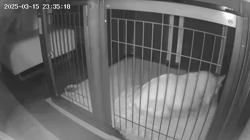 児嶋快治ブリーダーからお迎えしたウェルシュ・コーギー・ペンブローク：ノエルちゃん
