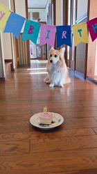 児嶋快治ブリーダーからお迎えしたウェルシュ・コーギー・ペンブローク：ノエルちゃん