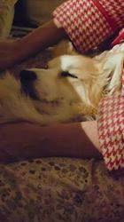 児嶋快治ブリーダーからお迎えしたウェルシュ・コーギー・ペンブローク：ノエルちゃん