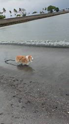 児嶋快治ブリーダーからお迎えしたウェルシュ・コーギー・ペンブローク：ノエルちゃん