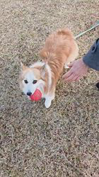 児嶋快治ブリーダーからお迎えしたウェルシュ・コーギー・ペンブローク：ノエルちゃん