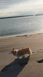 児嶋快治ブリーダーからお迎えしたウェルシュ・コーギー・ペンブローク：ノエルちゃん