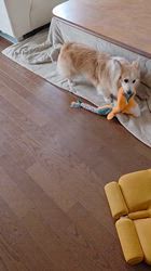 児嶋快治ブリーダーからお迎えしたウェルシュ・コーギー・ペンブローク：ノエルちゃん