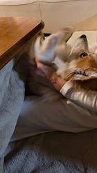 児嶋快治ブリーダーからお迎えしたウェルシュ・コーギー・ペンブローク：ノエルちゃん