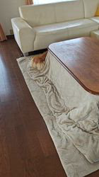 児嶋快治ブリーダーからお迎えしたウェルシュ・コーギー・ペンブローク：ノエルちゃん