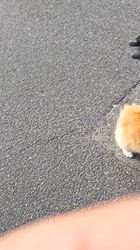児嶋快治ブリーダーからお迎えしたウェルシュ・コーギー・ペンブローク：ノエルちゃん