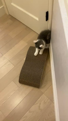 杉山壽ブリーダーからお迎えしたブリティッシュショートヘア：ククちゃん