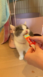 杉山壽ブリーダーからお迎えしたブリティッシュショートヘア：ククちゃん