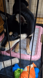 村山一男ブリーダーからお迎えした柴犬：花華ちゃん