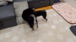 村山一男ブリーダーからお迎えした柴犬：トミカちゃん